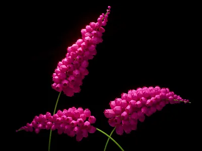 Blooming flower 3d 3d animation 3d art 3d simulation animation design flower graphic design houdini motion design motion graphics simulation