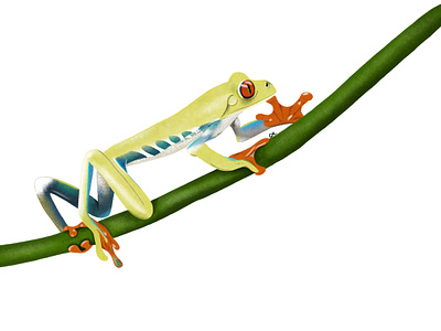 Red-eyed treefrog design graphic design illustration