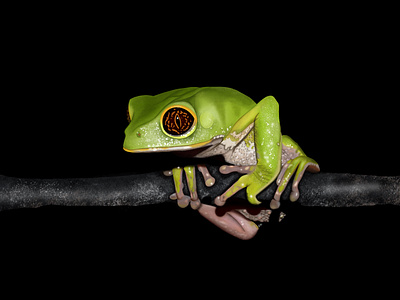 Treefrog graphic design illustration