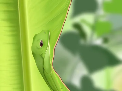 red-eyed treefrog graphic design illustration