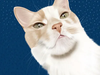 Cat (Floky) graphic design illustration