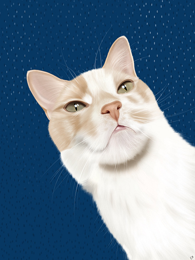 Cat (Floky) graphic design illustration