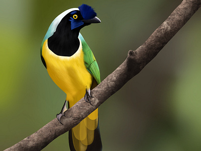 Tropical bird illustration