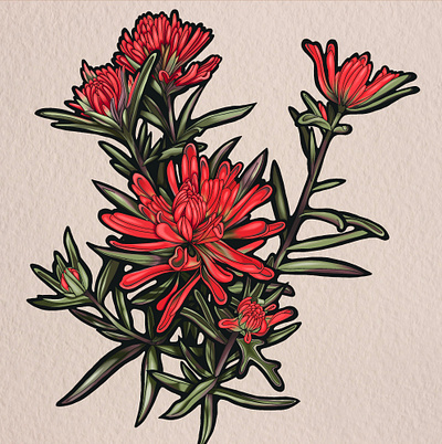 Desert Paintbrush illustration