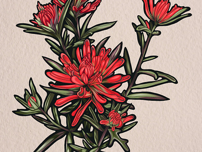 Desert Paintbrush illustration