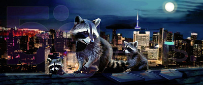 Racoon In The City illustration