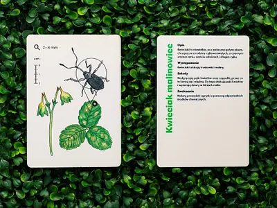 What Pest Are You? 2d art botanical bugs card layout design for education design for schools editorial design graphic design green memory cards memory game nature plant pests plants playing cards uv print watercolor illustration watercolors