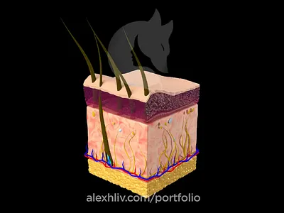 3D modeling of Permanent makeup 3d 3d animation anatomy makeup motion design skin tattoo