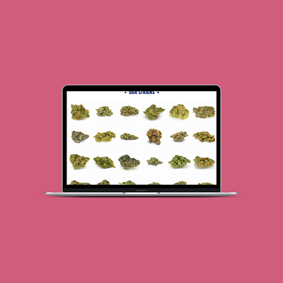 Photography: Cannabis Catalog branding cannabis colorado colorado cannabis colorado life colorado mmj corporate cannabis dispensary marijuana mary jane mj mmj photo photo library photography strain strain catalog strains thc