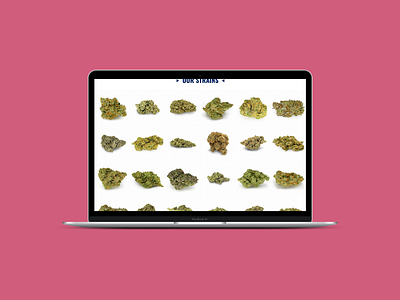 Photography: Cannabis Catalog branding cannabis colorado colorado cannabis colorado life colorado mmj corporate cannabis dispensary marijuana mary jane mj mmj photo photo library photography strain strain catalog strains thc