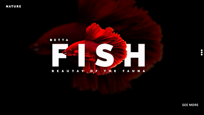 Website about bettafish design branding graphic design ui