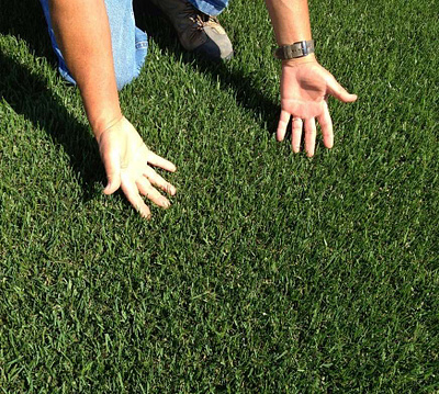 Marathon II® Sod - Southland SOD Farms marathon 2 grass