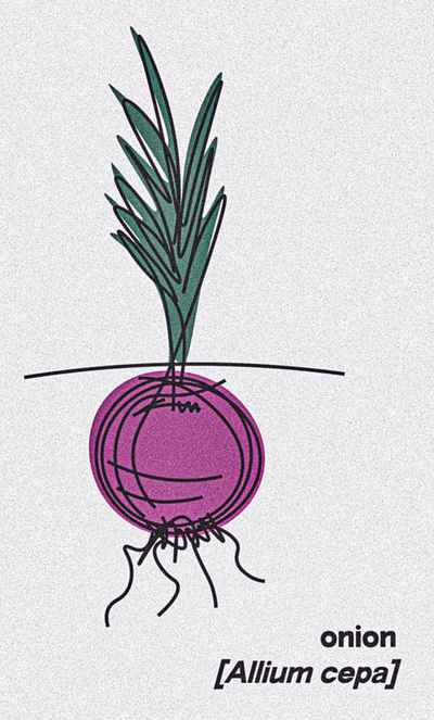 onion food illustration illustrator line drawing nature pastel photoshop