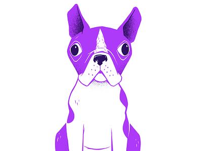 Jaya animal boston terrier cute dog illustration pet pets pooch procreate purple