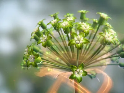 flower animation graphic design