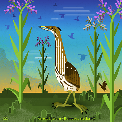 Great Bittern birds bittern illustration vector art