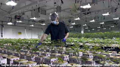 AMA CULTIVATION - REEL branding content creation graphic design video editing