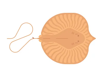 Giant Freshwater Stingray fish graphic design illustration marinelife ocean