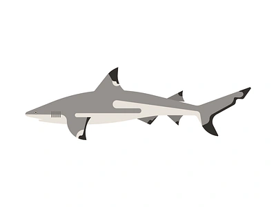 BlackTip Reef Shark graphic design illustration marinelife ocean shark