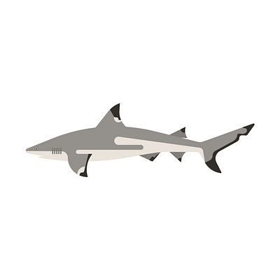 BlackTip Reef Shark graphic design illustration marinelife ocean shark