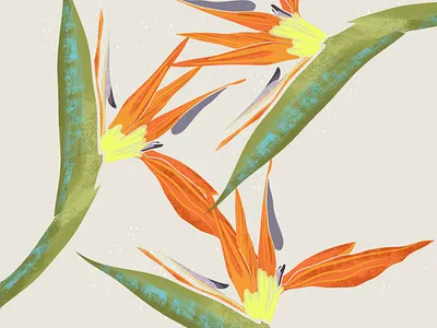 botanical illustration branding design graphic design illustration vector