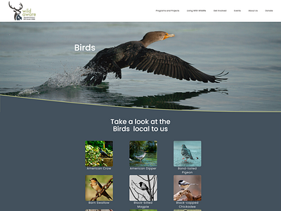 Wild Aware: Birds branding responsive design ui ux web design website