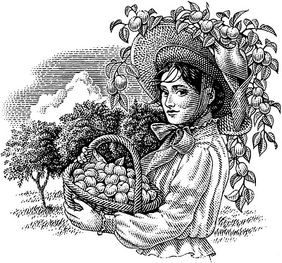 Apricots black and white engraving garden girl illustration scratchboard woodcut