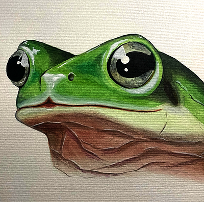 Aquarelle d'une grenouille animaux aquarelle art artisqtique artistique cration dessin grenouille illustration peinture realisme realiste vert