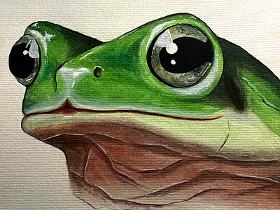 Aquarelle d'une grenouille animaux aquarelle art artisqtique artistique cration dessin grenouille illustration peinture realisme realiste vert