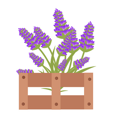 Vector illustration of lavender flower blue cartoon decoration fence flower illustration isolated lavender plant purple vector