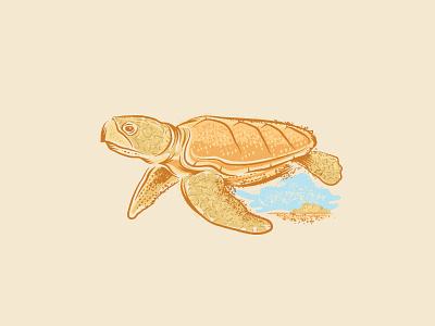 Loggerhead Sea Turtle design illustration loggerhead sea texture turtle vector wildlife