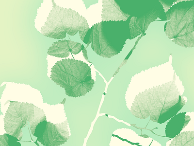 Leaves art direction creative ecology green illustration leaf leaves nature pastel color photoshop sustainable sweet