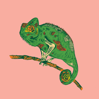 Chameleon Illustration animal chameleon drawing hand drawn illustration illustration art illustrator lizard reptile tropical