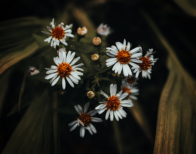 Flowers Photography color flower flower photography flowers green land landscape landscape photography nature nature photography nikon photoshop shoot wild wild photography wildlife