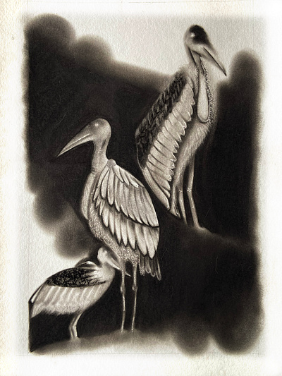 Greater Adjutant, Lesser Adjutant charcoal illustration