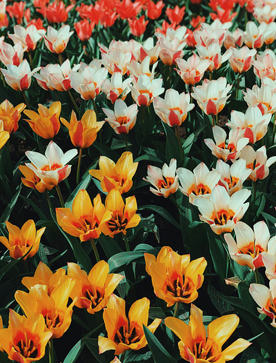 Tulip Farm animation graphic design