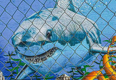 shark graffiti nature photography photoshop