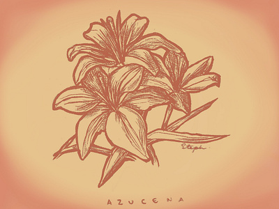 Azucena ilustración natural adobephotoshop aura colombia dibujo analogo dibujo natural flores flower illustration handcrafted handmade illustration ilustración ilustración análoga latin creativity latin illustration natural illustration nature warm color warm coloured illustration