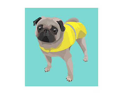 Pug Olly in his rain coat design graphic design illustration ui vector visual