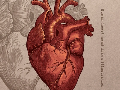 Heart illustration anatomy anatomy illustration artwork brand identity design digital illustration drawing hand drawn heart heart anatomy human heart illustration line art logotype vector vintage vintage illustration