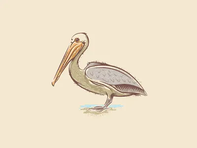 Brown Pelican bird design illustration pelican texture vector wildlife