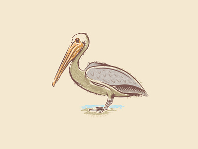 Brown Pelican bird design illustration pelican texture vector wildlife