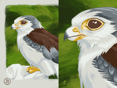 Pygmy Falcon drawing falcon illustration procreate pygmy falcon