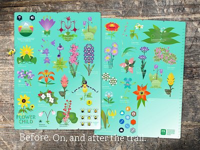 gameboard update v3 after share before aspiration brand branding canadian rockies creative direction design draw hike hike with kids identity illustration living herbarium logo natural world on mindful specimen sheet thewayfindercompany trail kids wildflowers