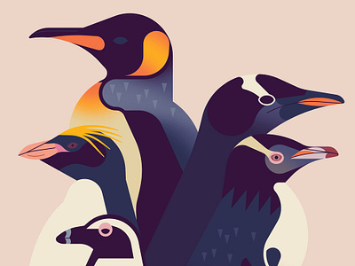 Penguins 2d animals book cover digital flat folioart illustration owen davey penguins publishing species stylised wildlife