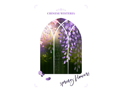 wisteria flower illustration wisteria