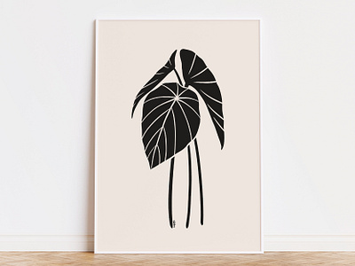 Alocasia Black Velvet ida rezaee