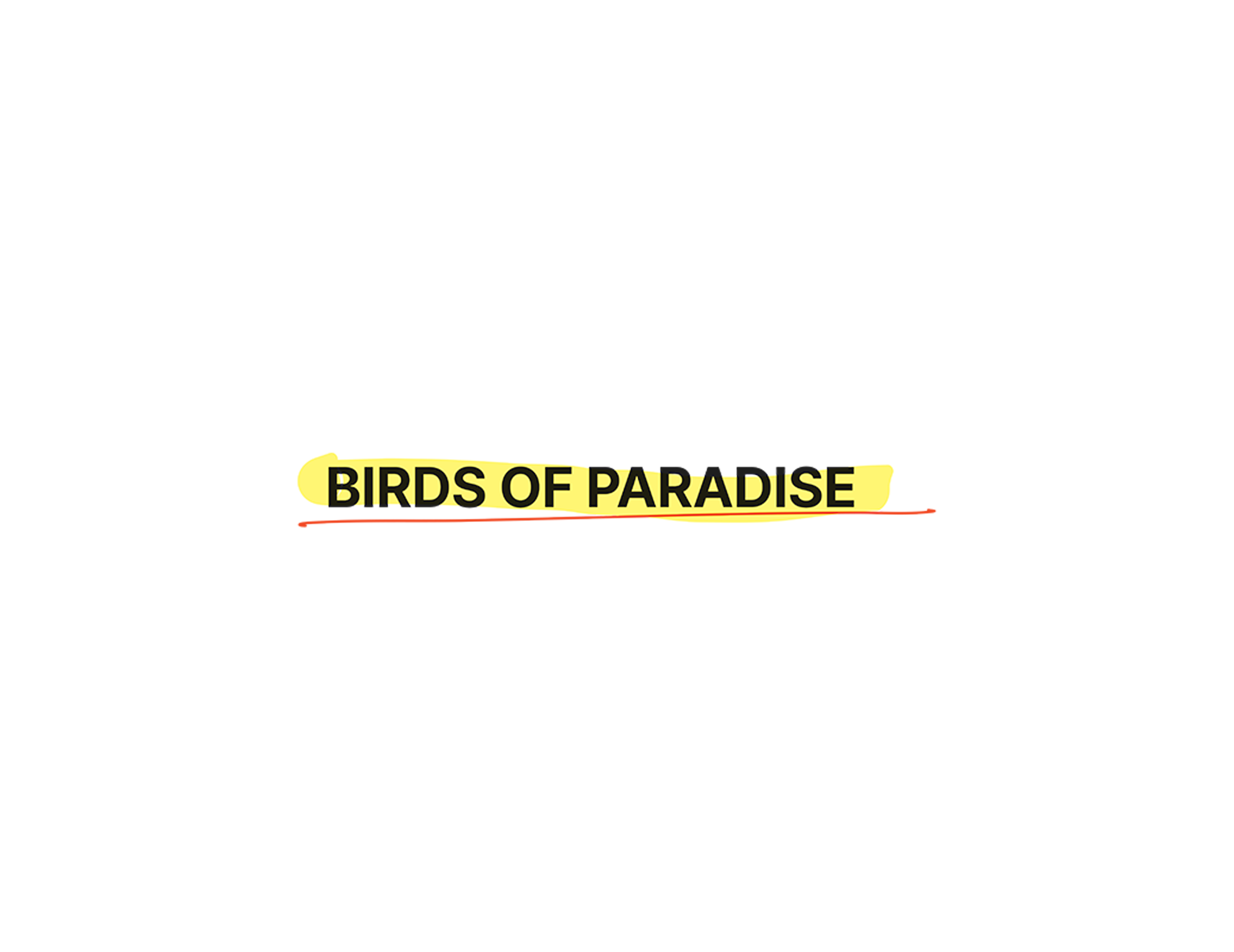 Birds of Paradise (Conceptual Clothing Brand) clothing design colour theory creative direction design fashion graphic design illustration