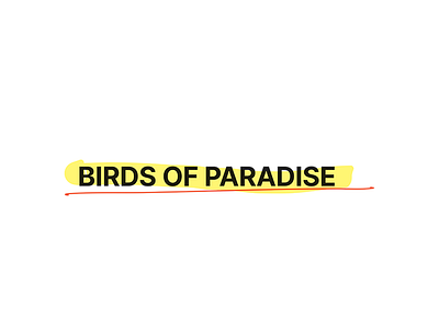 Birds of Paradise (Conceptual Clothing Brand) clothing design colour theory creative direction design fashion graphic design illustration