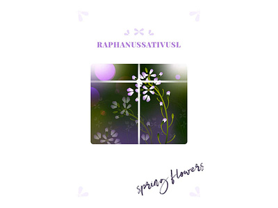 raphanistrum flower illustration raphanistrum